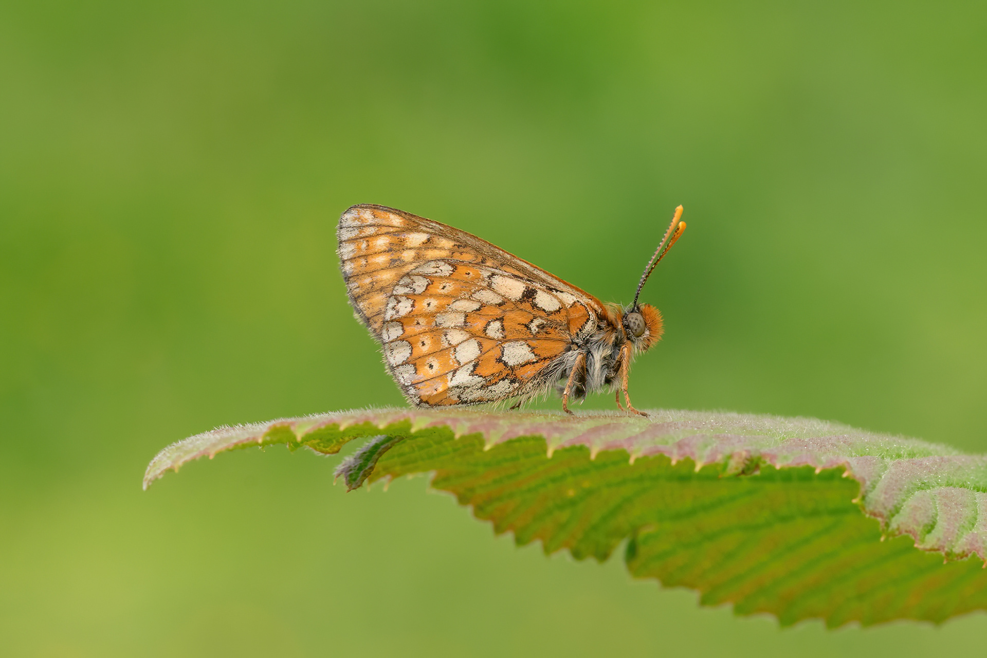 Marsh Fritillary  - Hutchingson's Bank