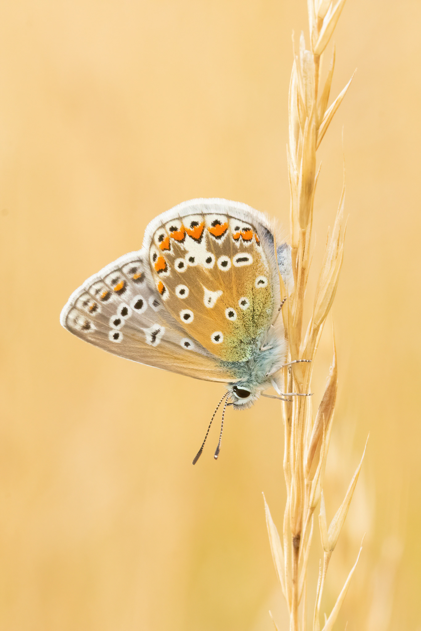 Common Blue - Bredhurst