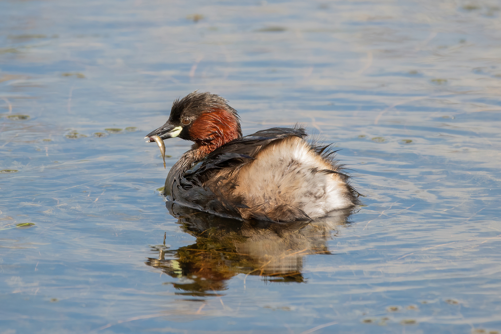 Little Grebe - Abberton Reservoir