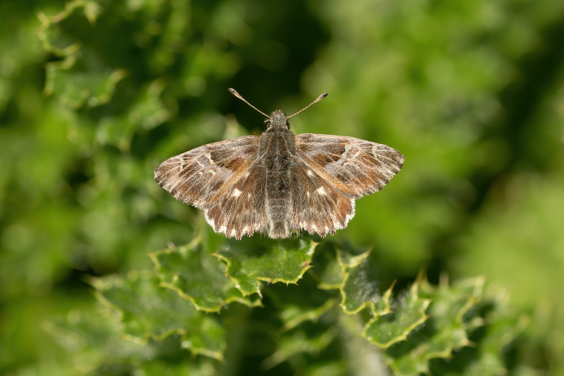 Tufted Skipper - Italy
