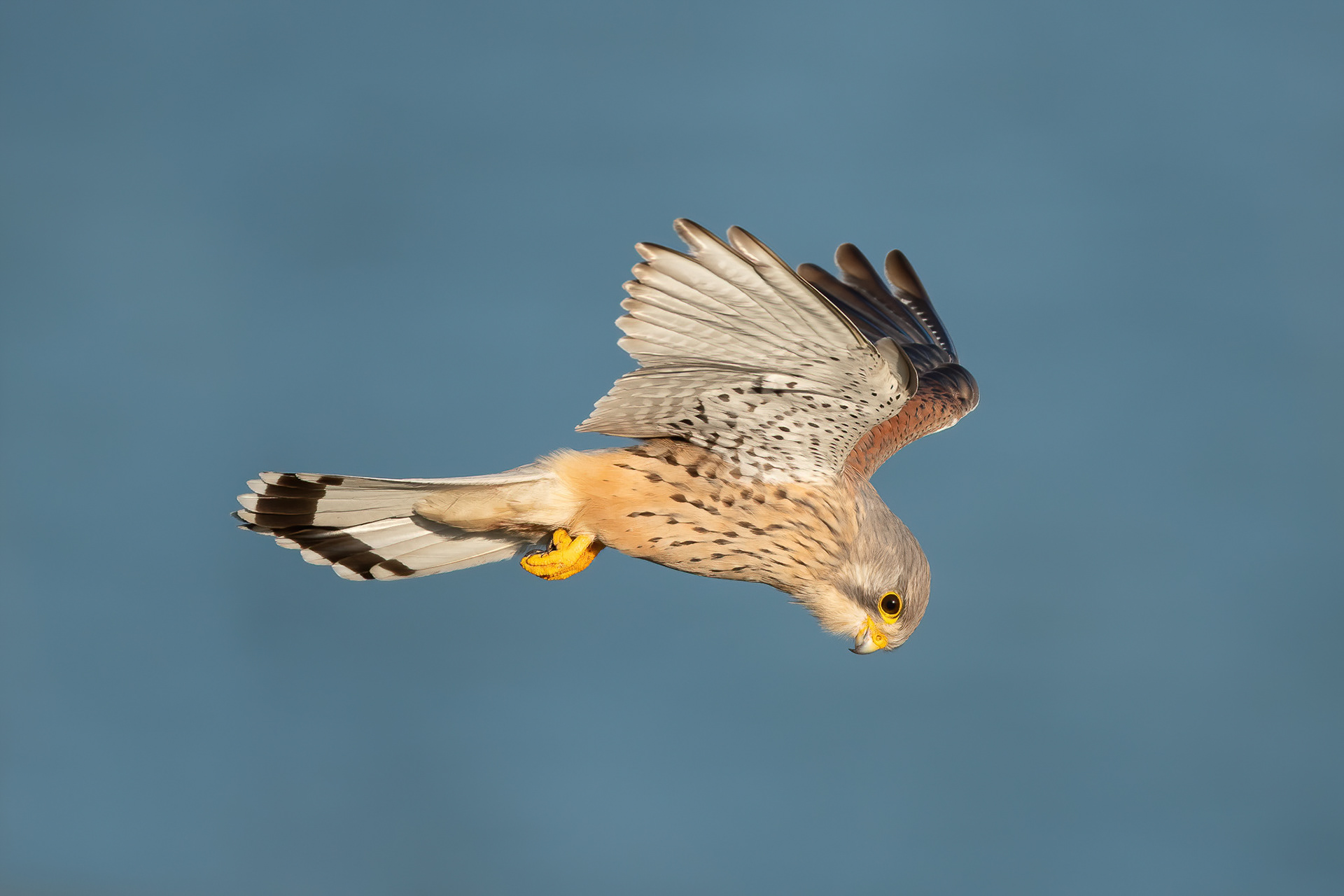 Kestrel - Dover