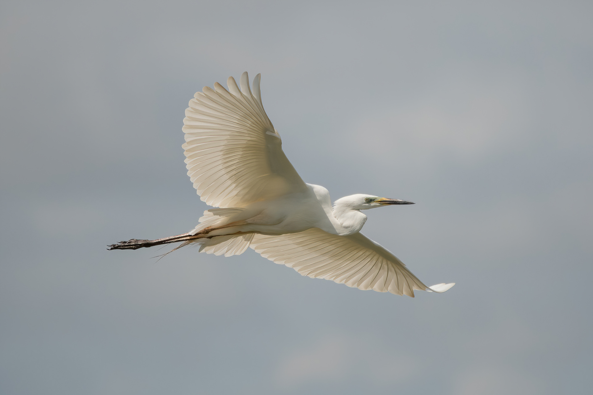Great White Egret - Camargue, France