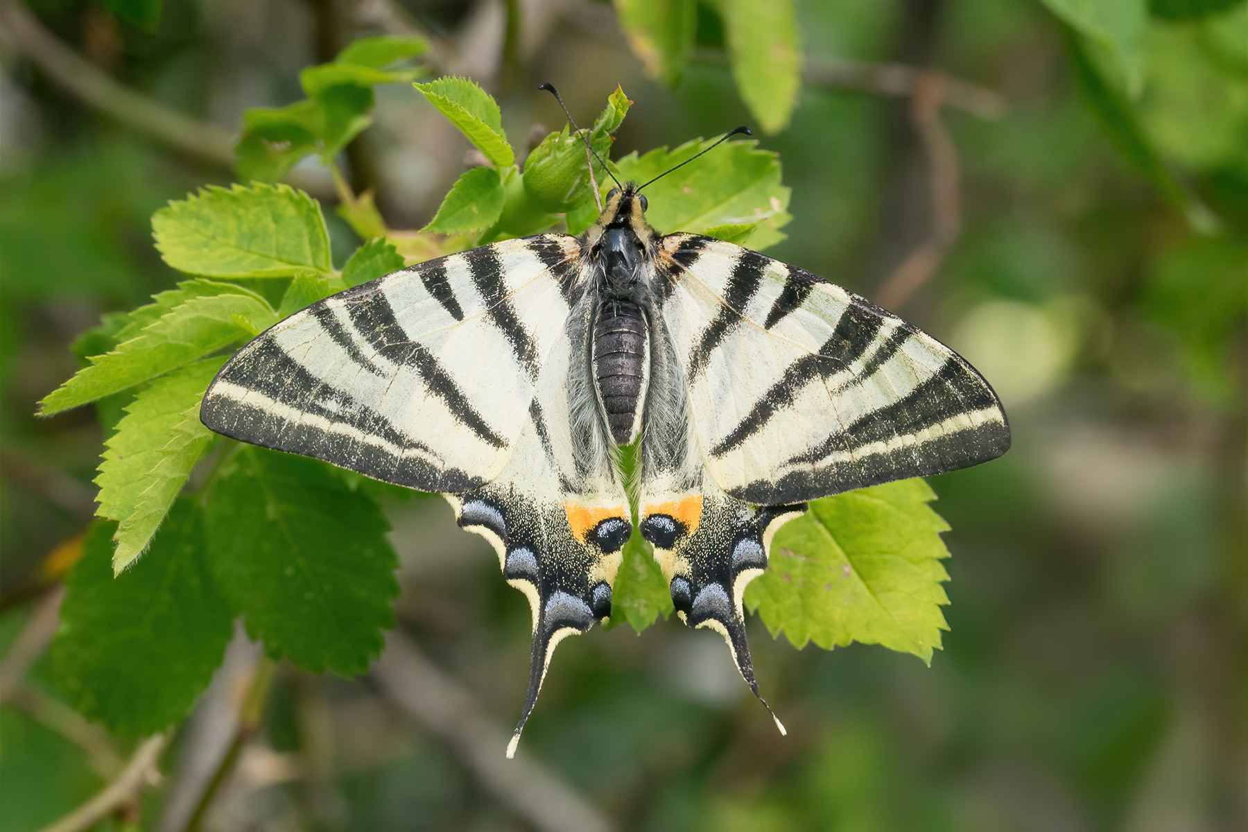 Scarce Swallowtail - France