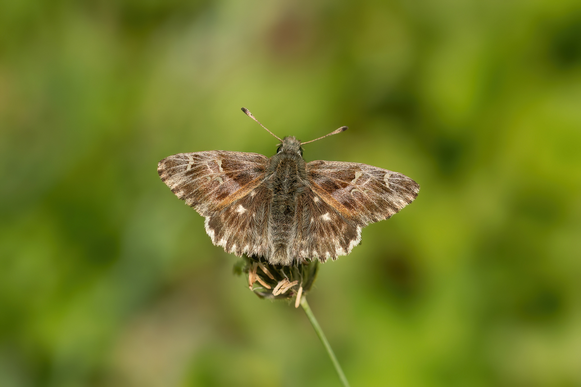 Tufted Skipper - Italy