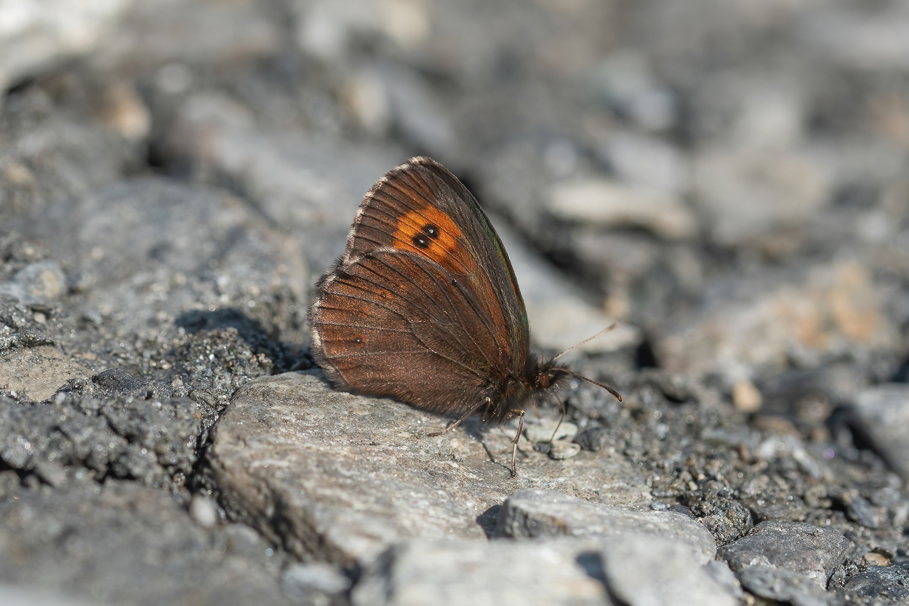 Large Ringlet - France