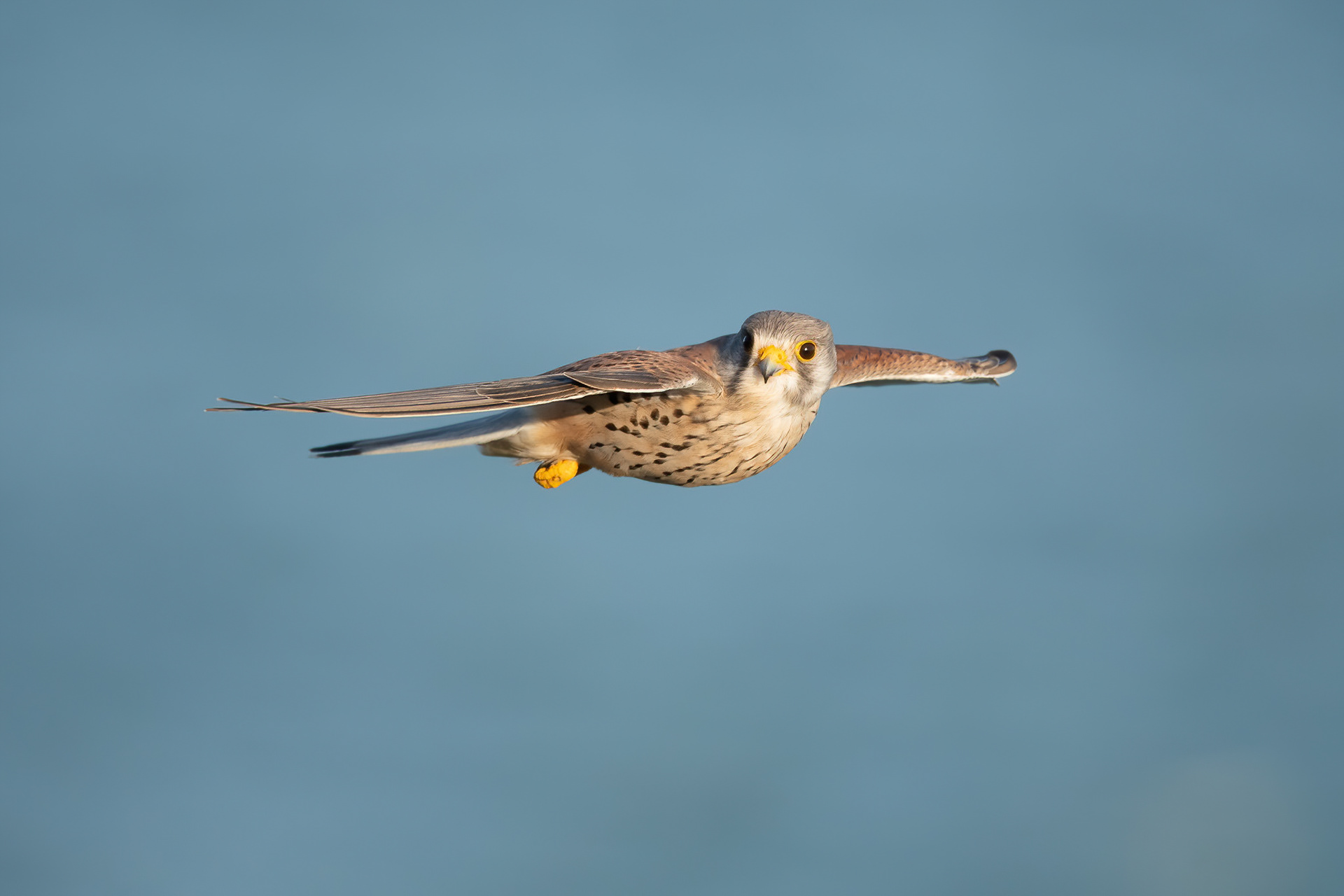 Kestrel - Dover