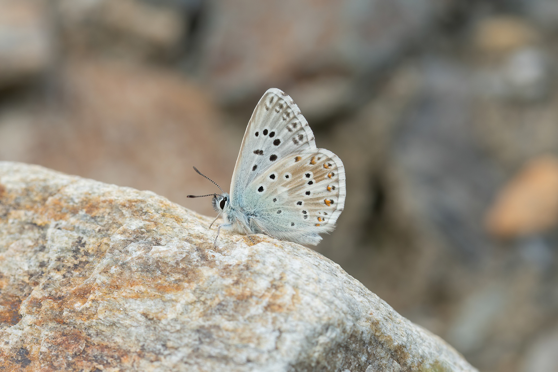 Chalkhill Blue - Italy