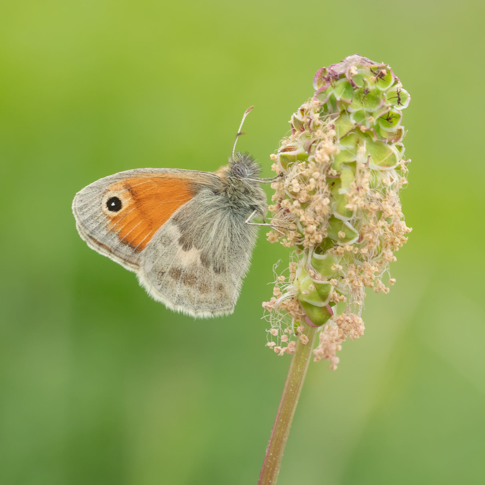 Small Heath - Darland Banks