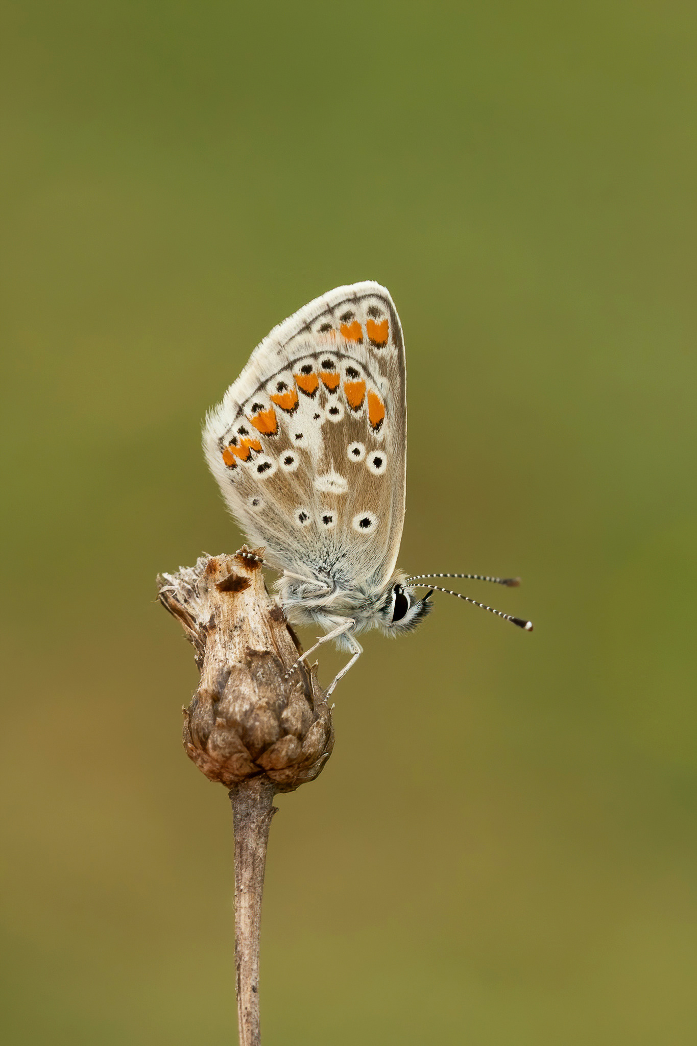 Brown Argus - Queendown Warren