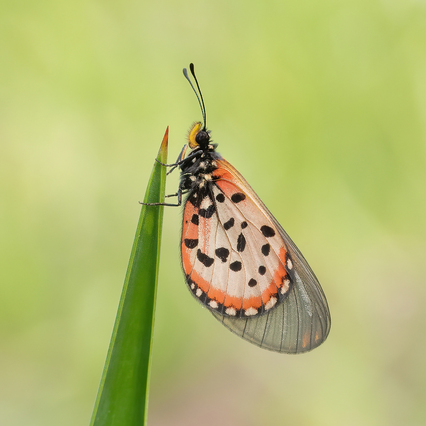 Garden Acraea - Noordhoek
