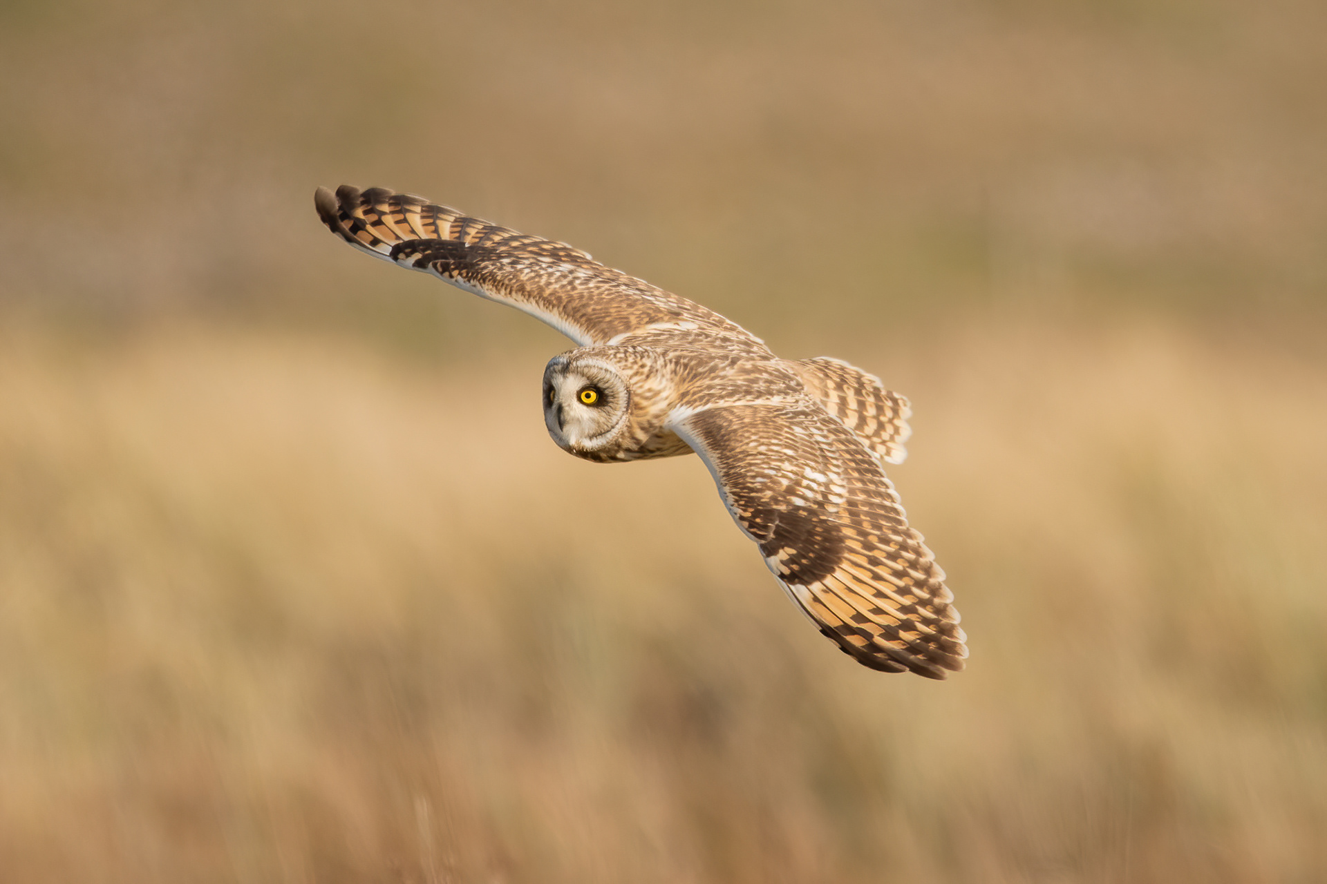 Short-eared Owl - Sandwich Bay