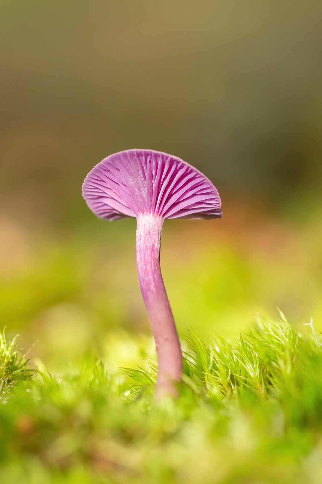 Amethyst Deceiver - Beacon Woods