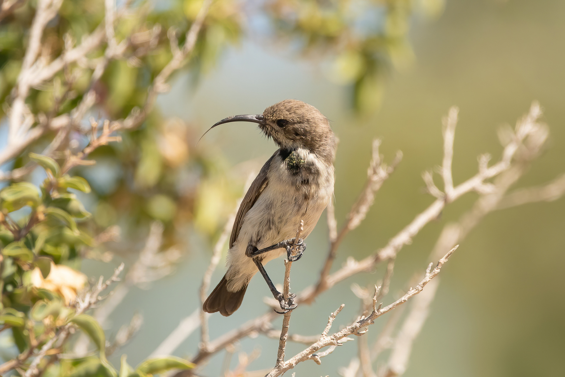 Dusky Sunbird - Inverdoorn