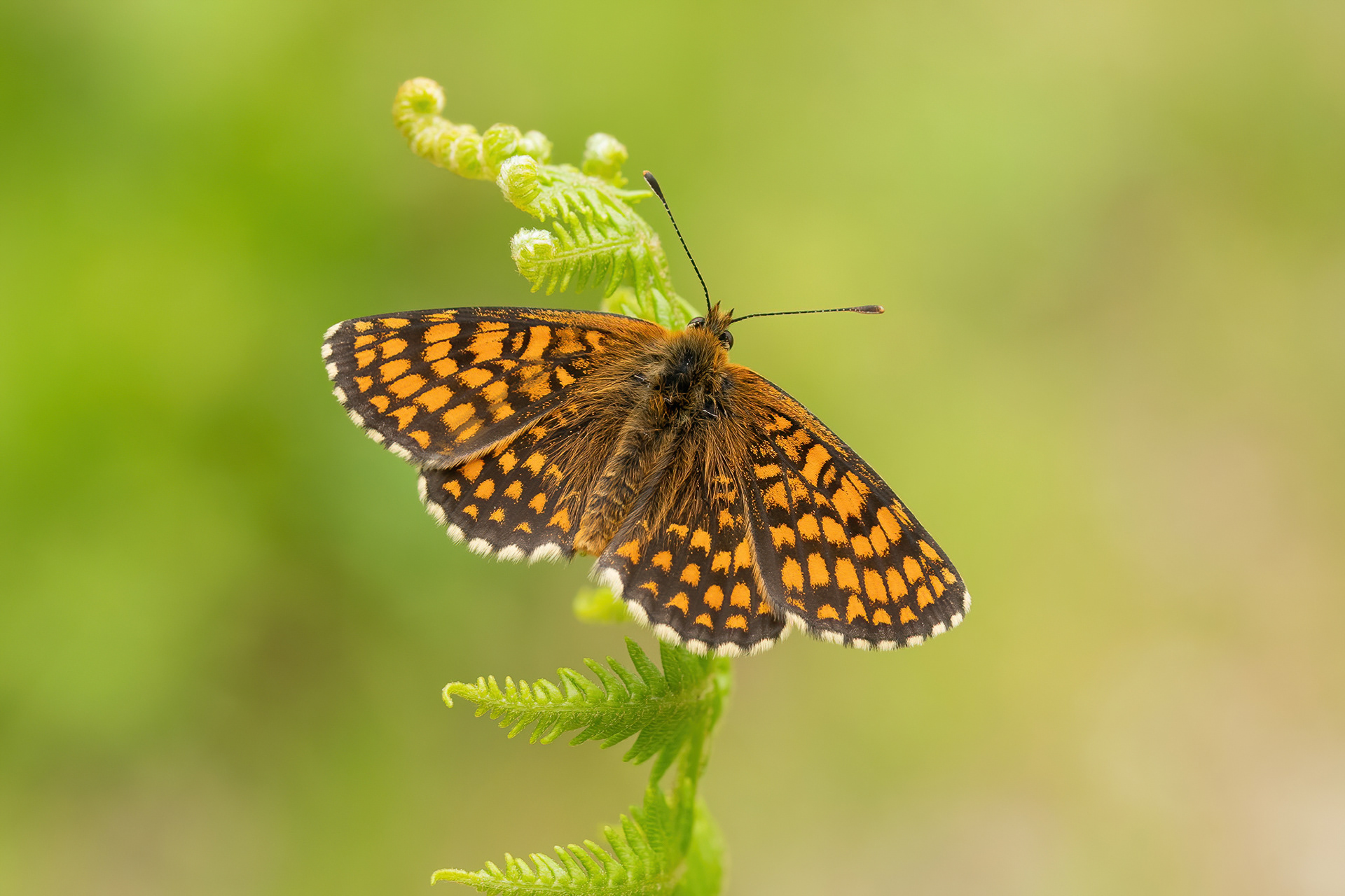 Heath Fritillary - East Blean Woods