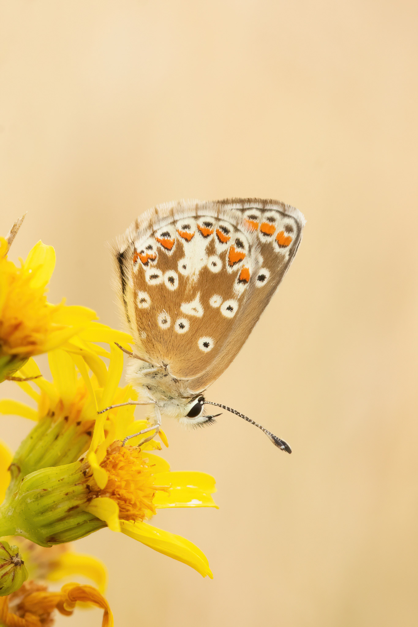 Brown Argus - Bredhurst