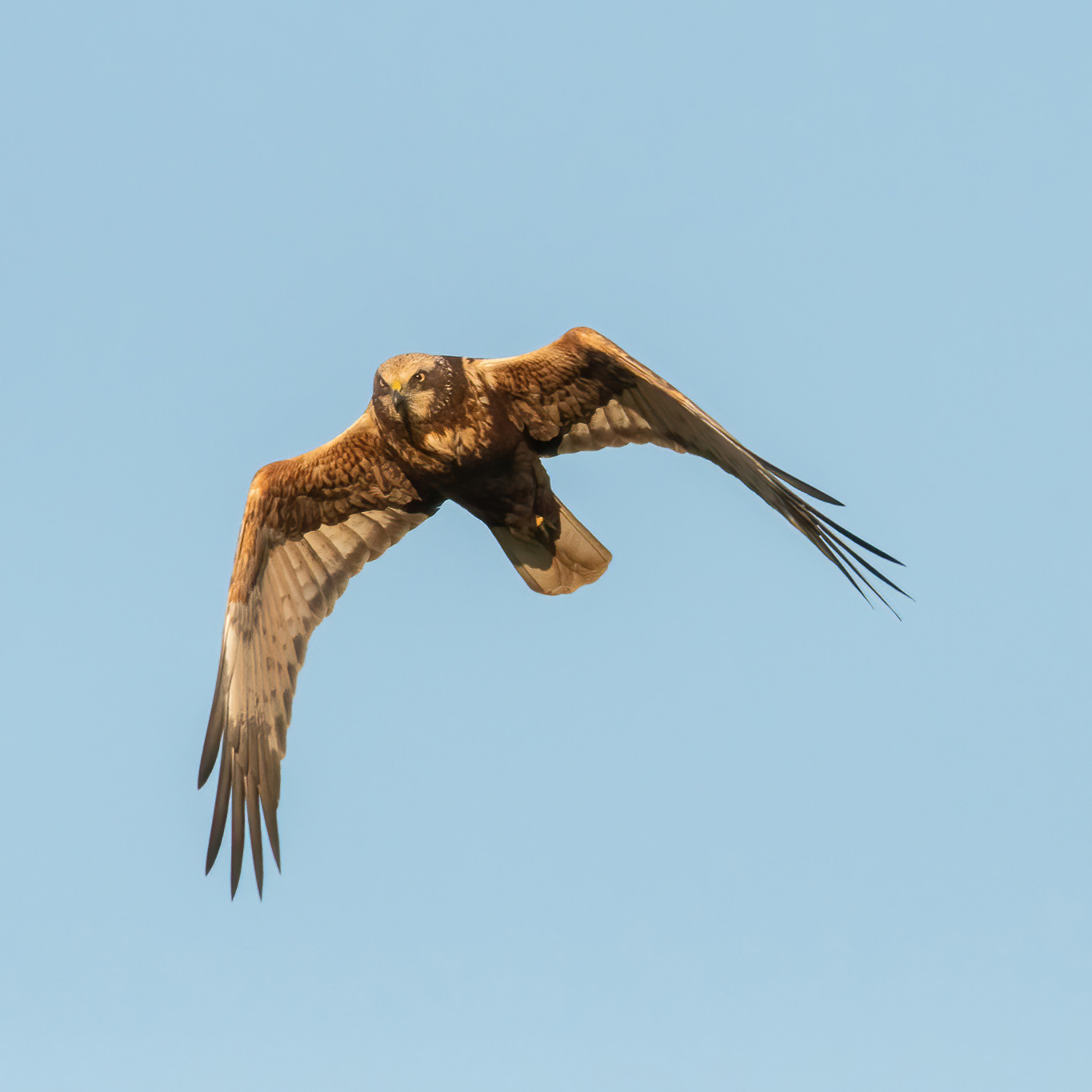 Marsh Harrier - Elmley