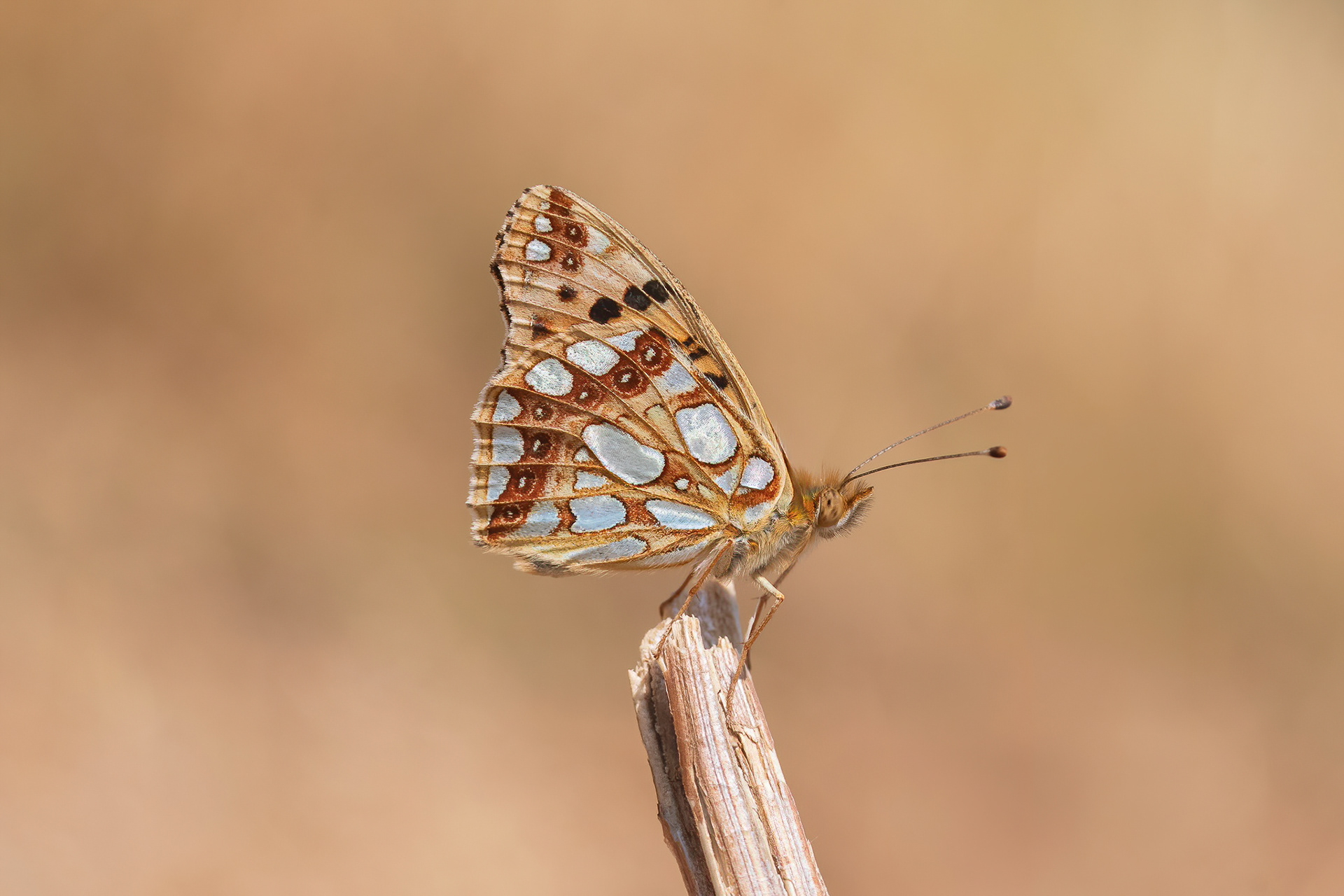 Queen of Spain Fritillary