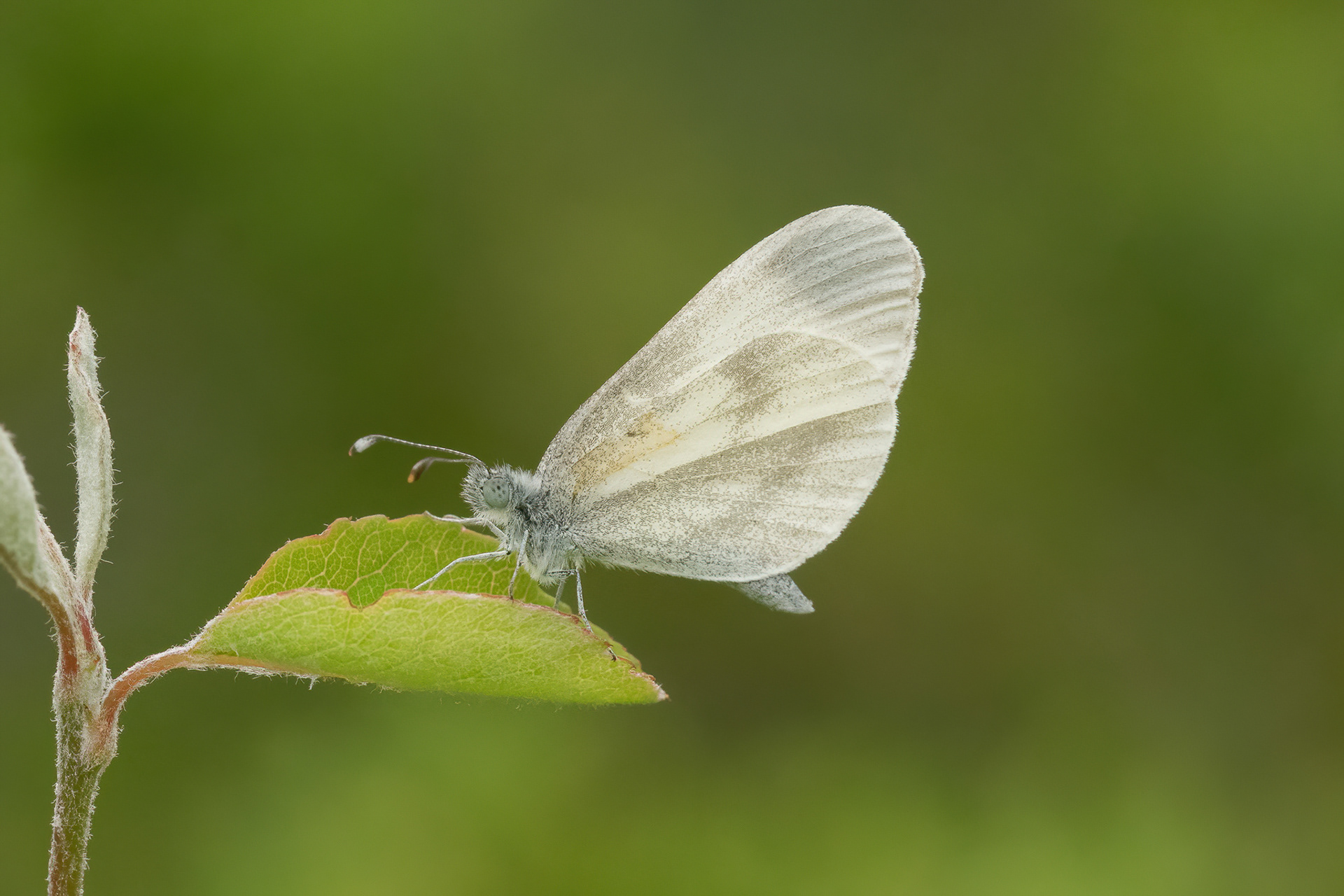 Wood White - France