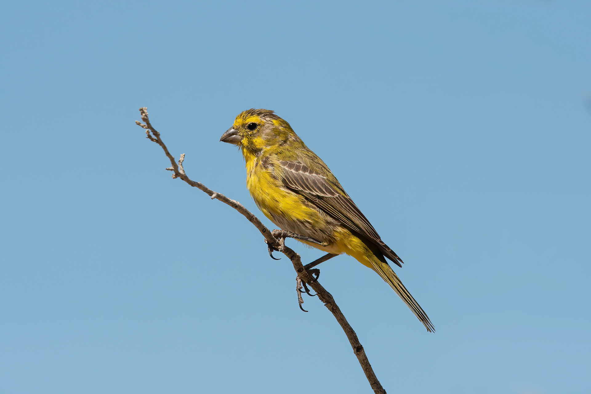 Yellow Canary - Inverdoorn