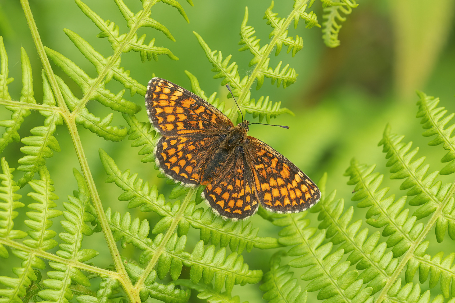 Heath Fritillary - West Blean Woods