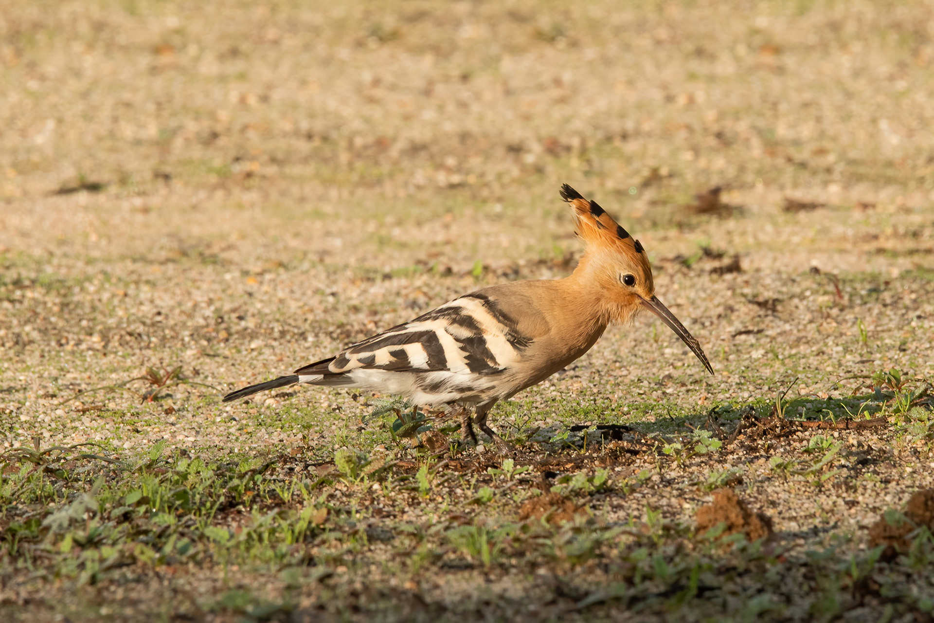 Hoopoe - Alvor, Portugal
