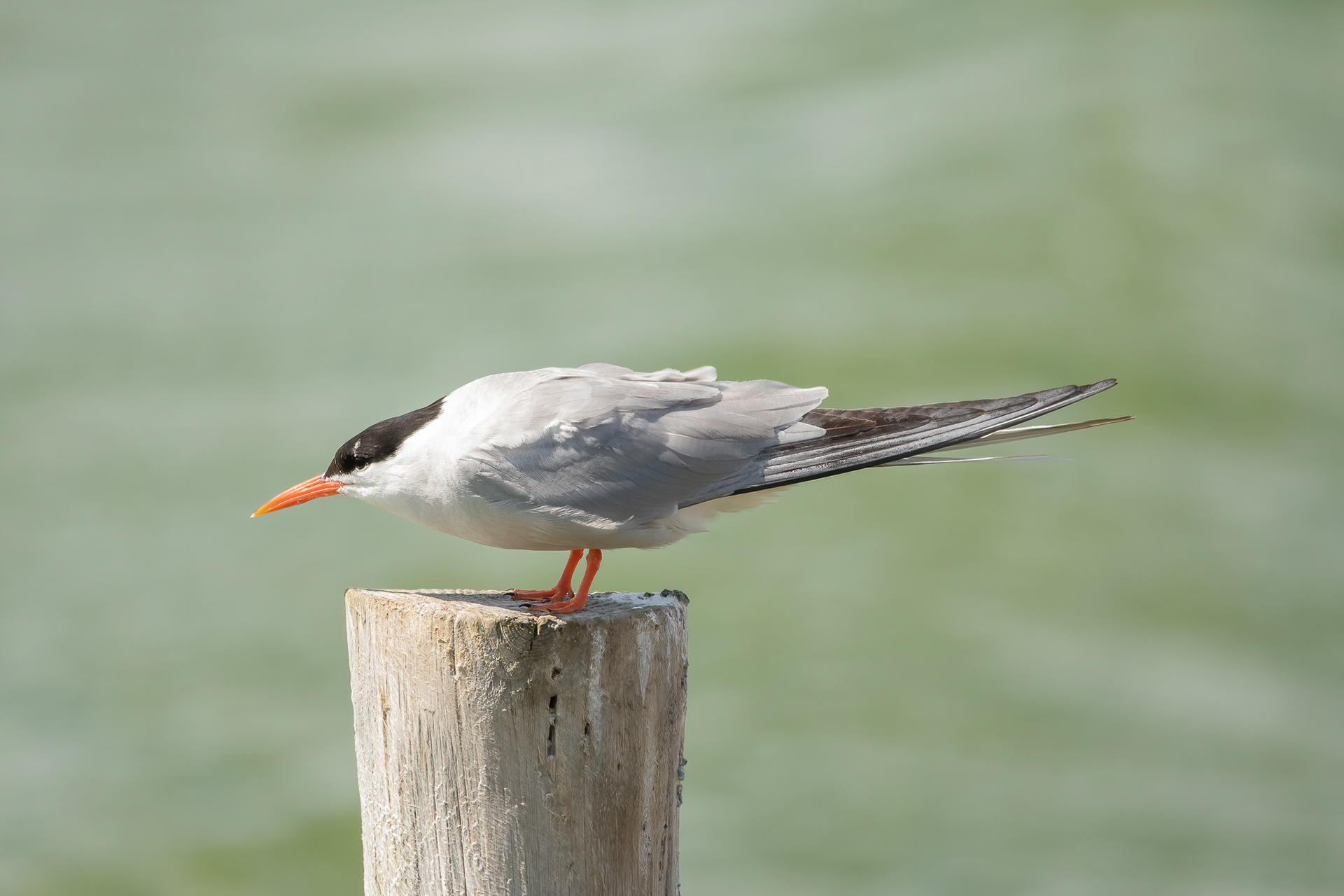 Common Tern - Rye Harbour