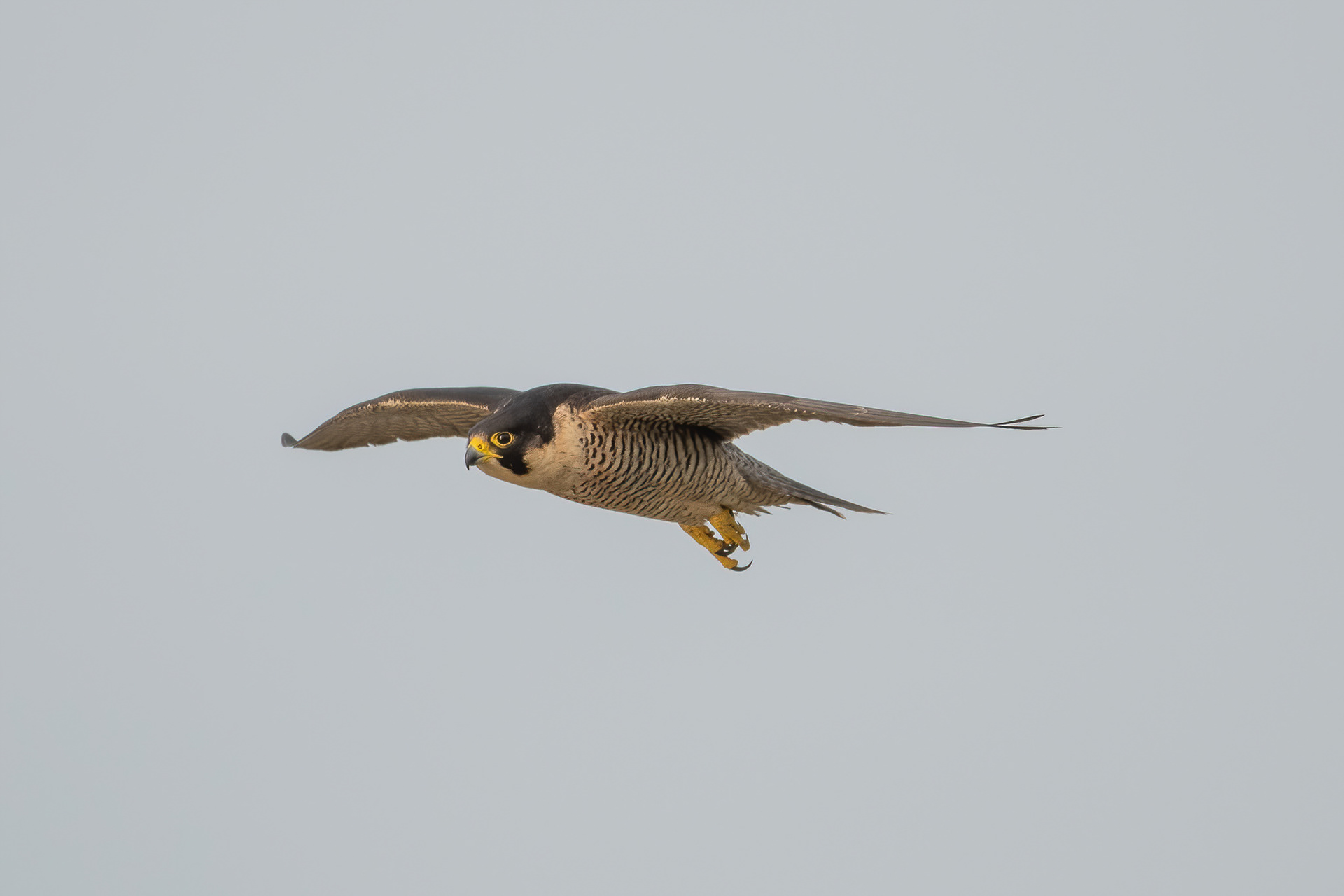 Peregrine - Dover