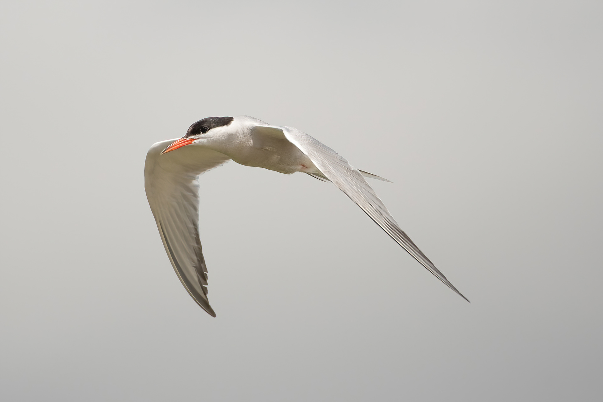 Common Tern - Rye Harbour