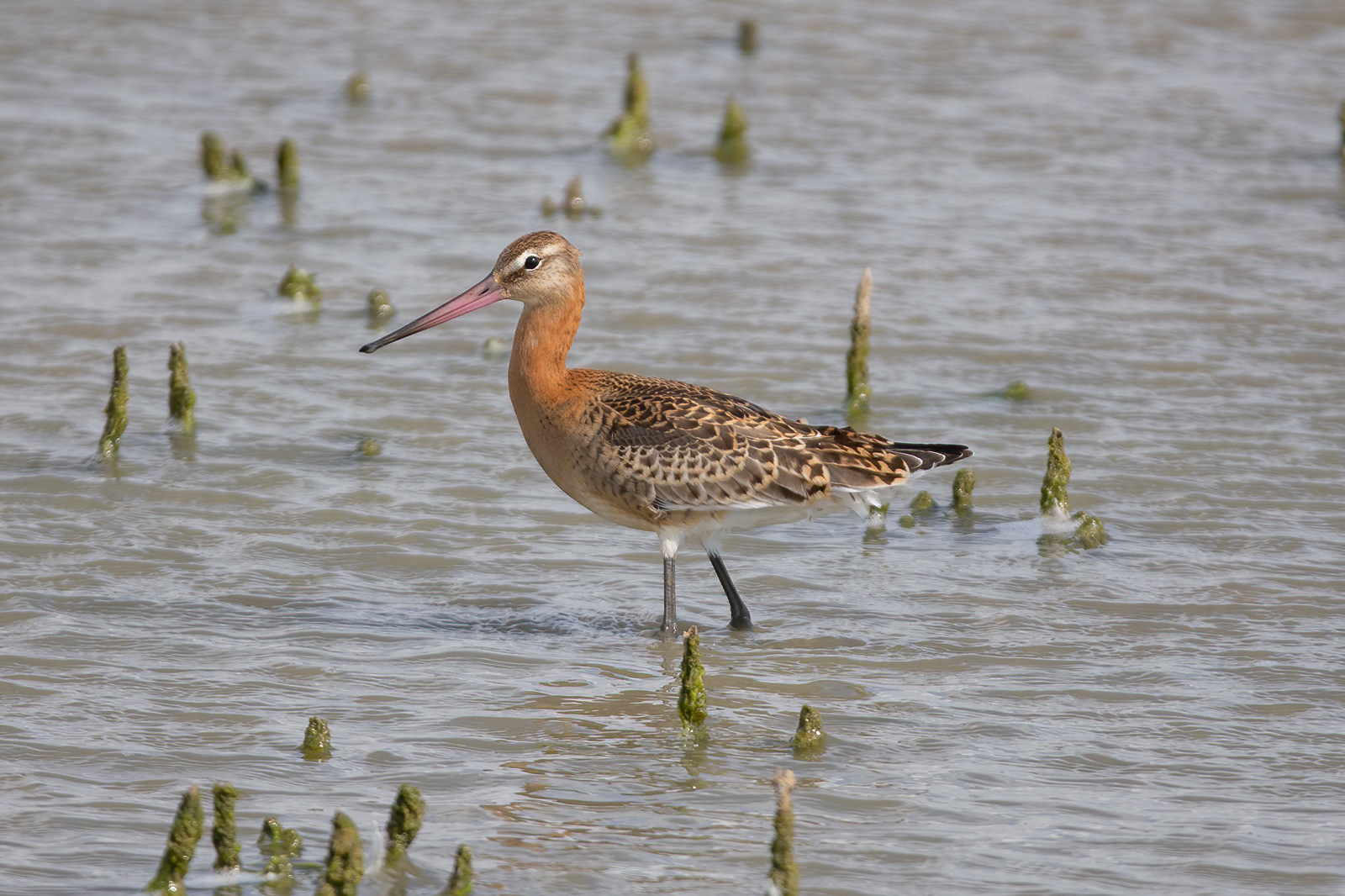 Black-tailed Godwit - Dungeness