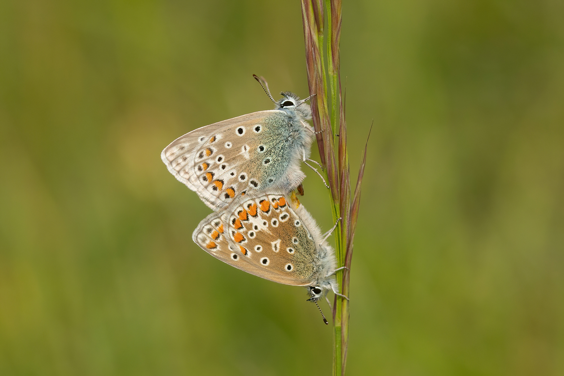 Common Blue - Magdalen Hill Down