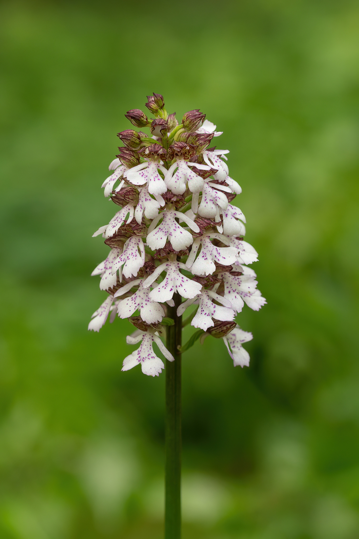 Lady Orchid - Detling