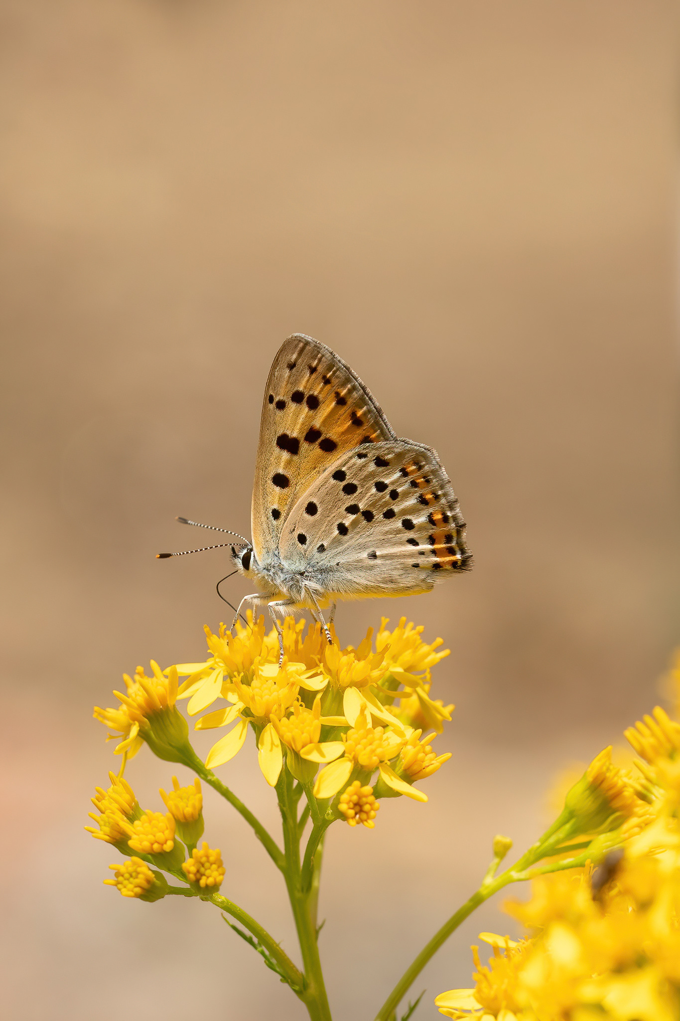 Purple-shot Copper - Italy
