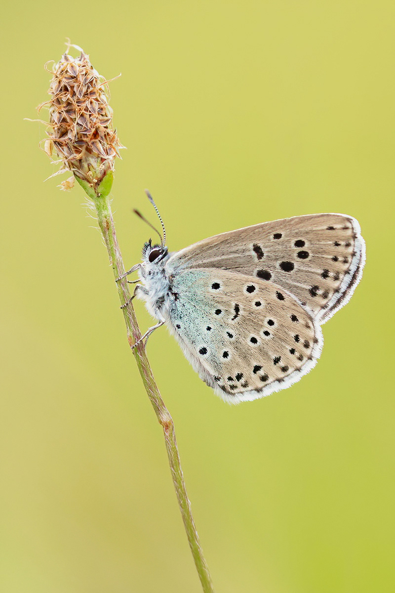 Large Blue - Rodborough Common
