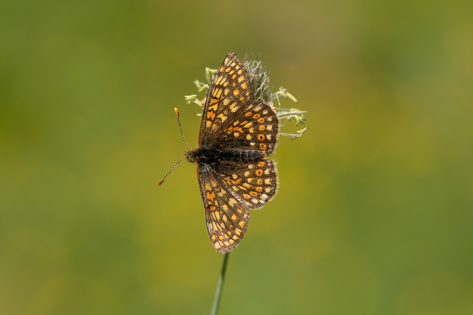 Marsh Fritillary - Italy