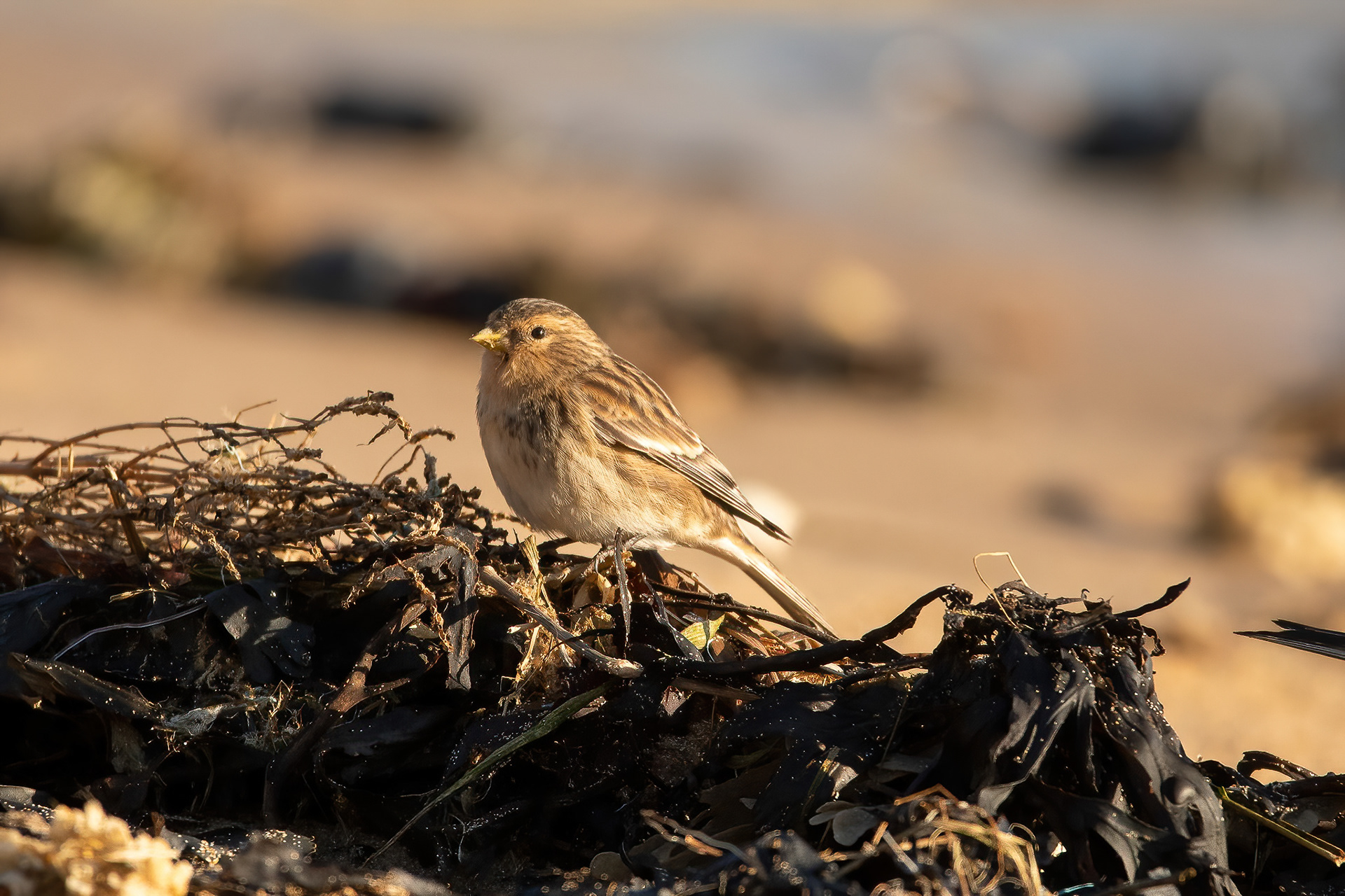 Twite - Sandwich Bay
