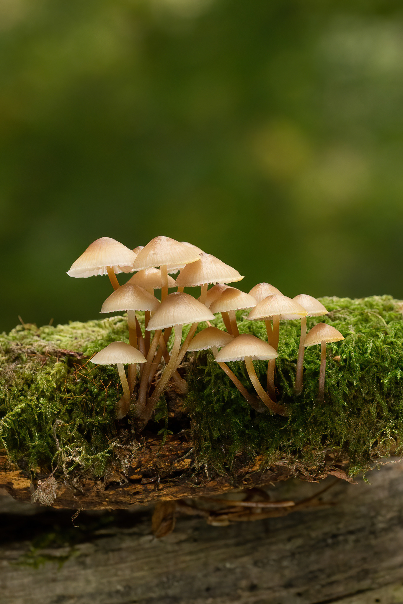Clustered Bonnet - New Forest