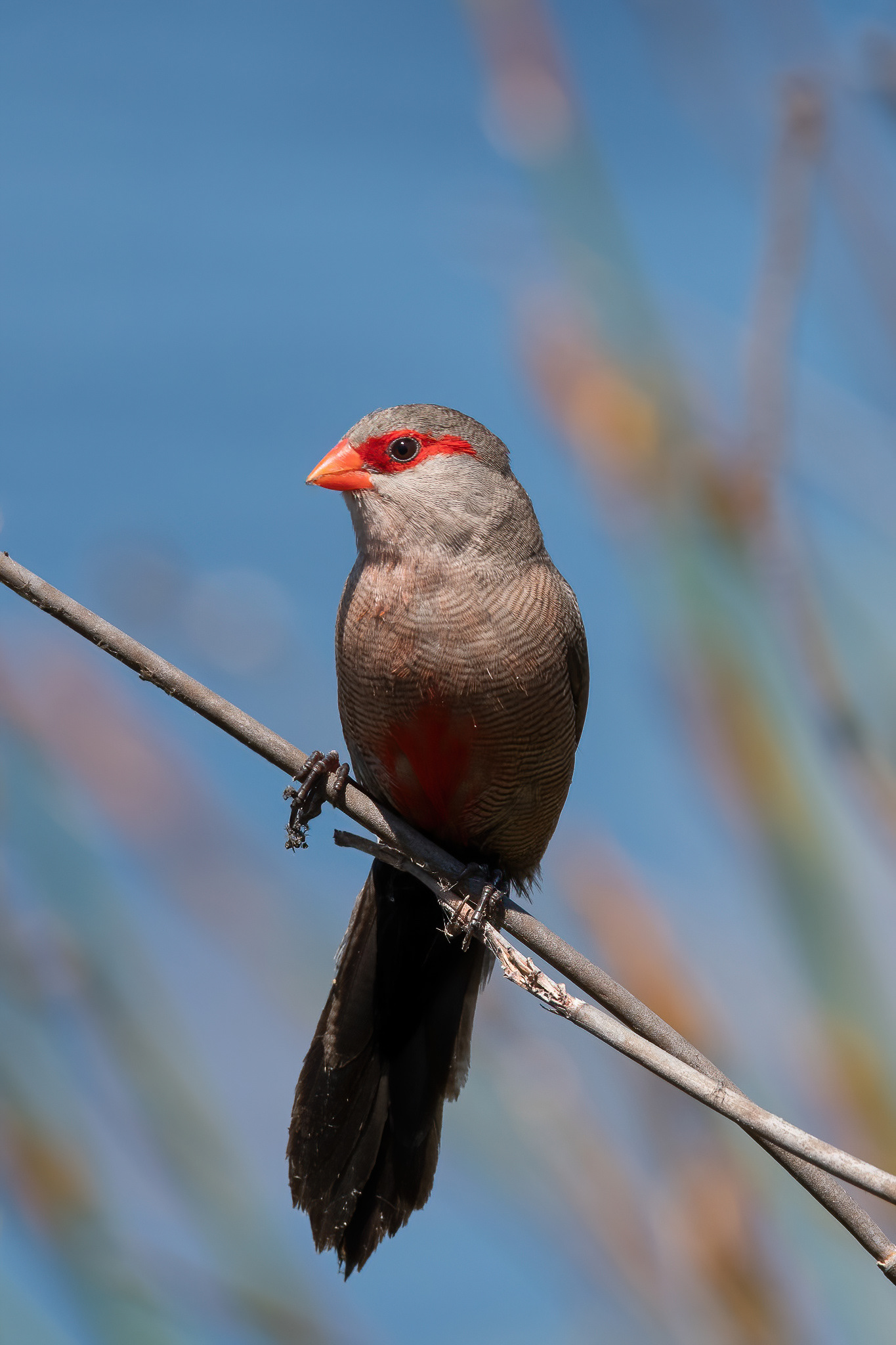 Common Waxbill - Silvermine