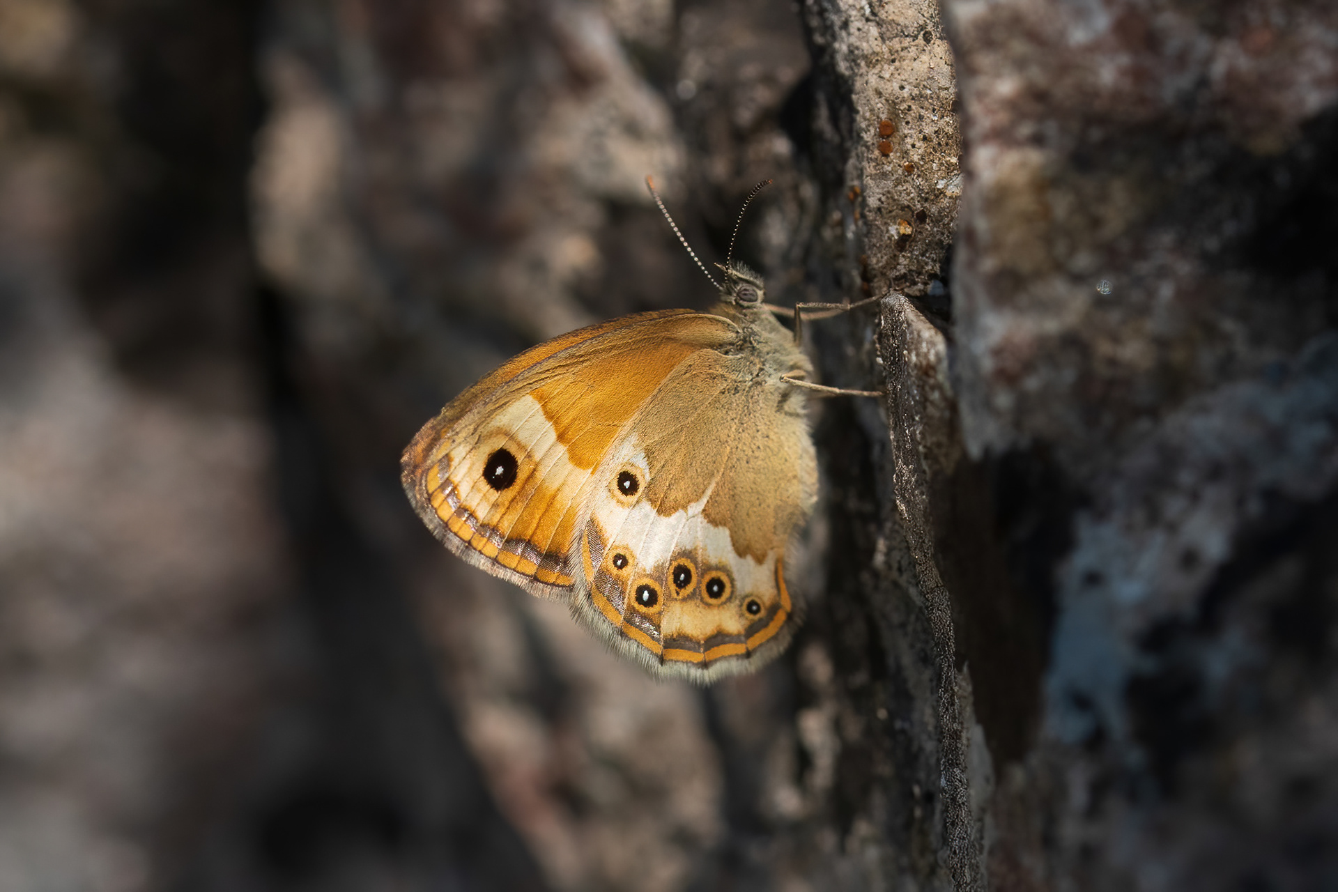 Dusky Heath - France