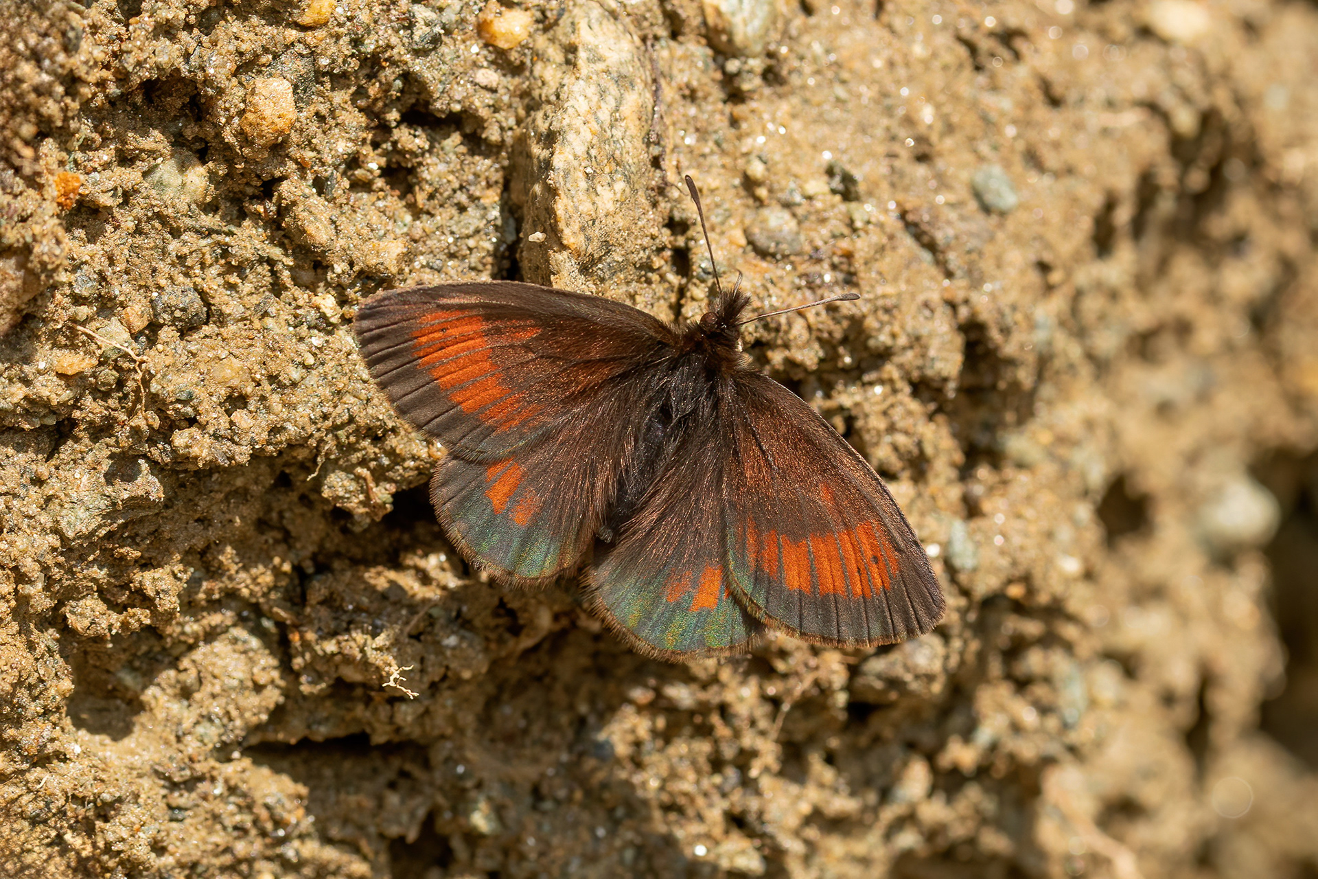 Mnestra's Ringlet - Italy
