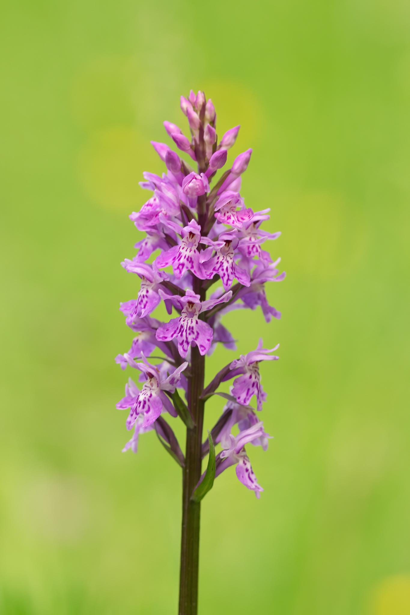 Common Spotted Orchid - Cévennes, France
