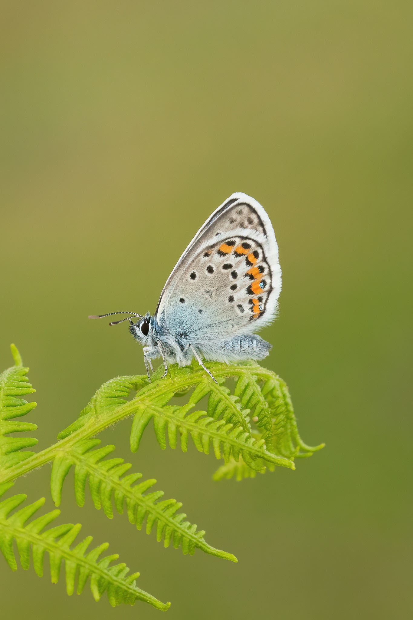 Silver-studded Blue - Ashdown Forest