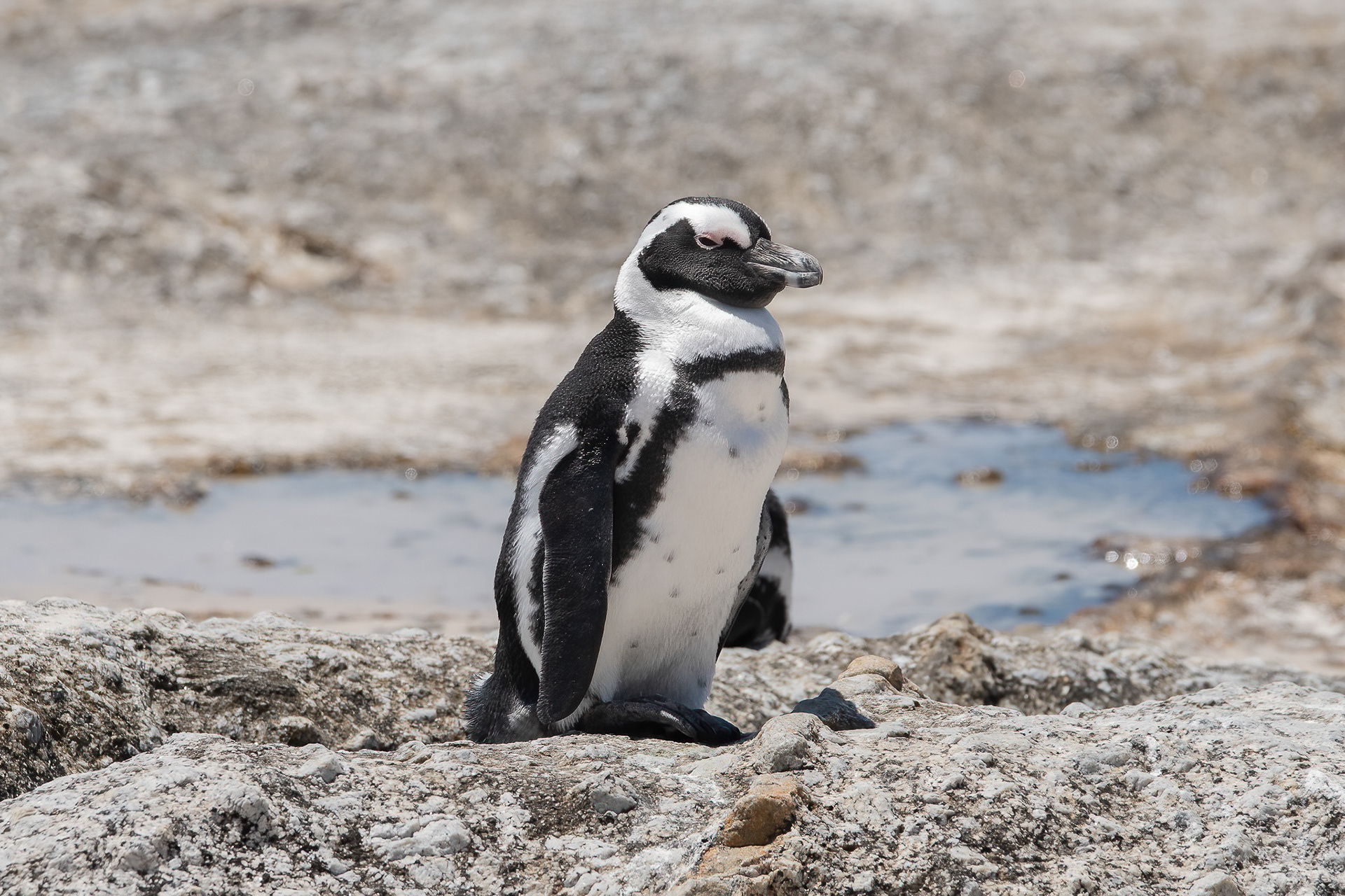 African Penguin - Boulders Beach
