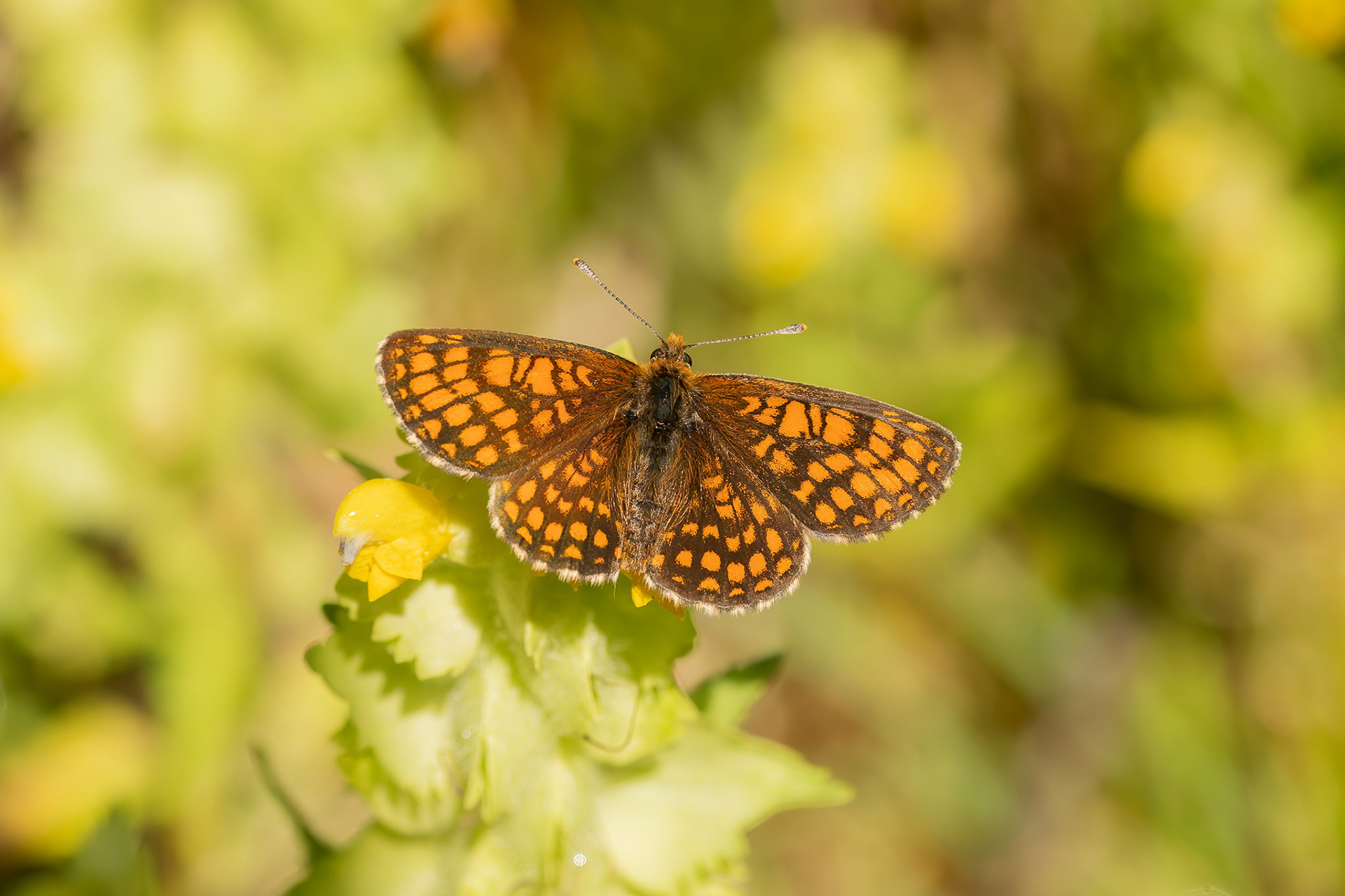 Nickerl's Fritillary - Italy