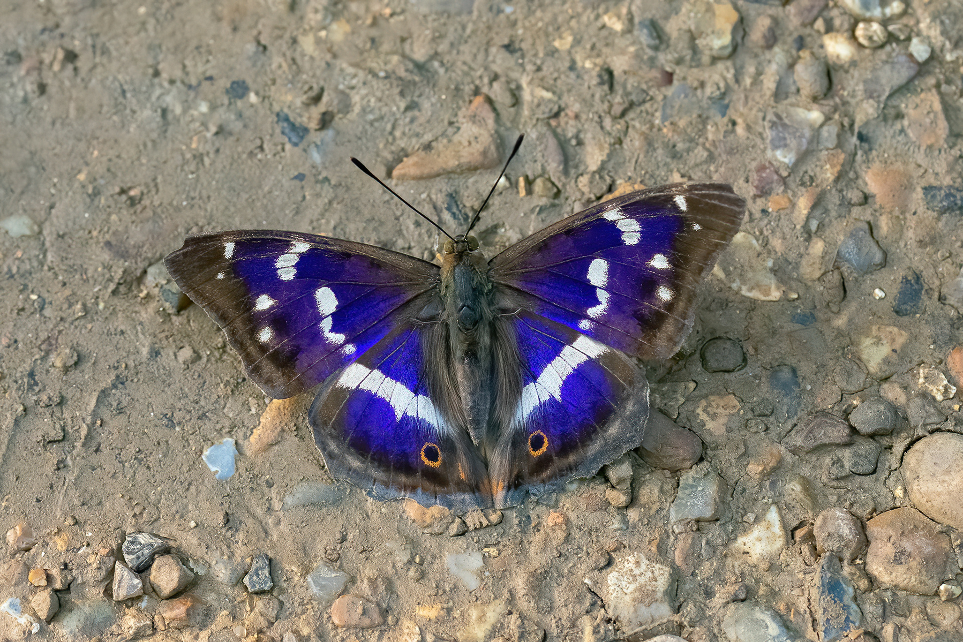 Purple Emperor - Marden