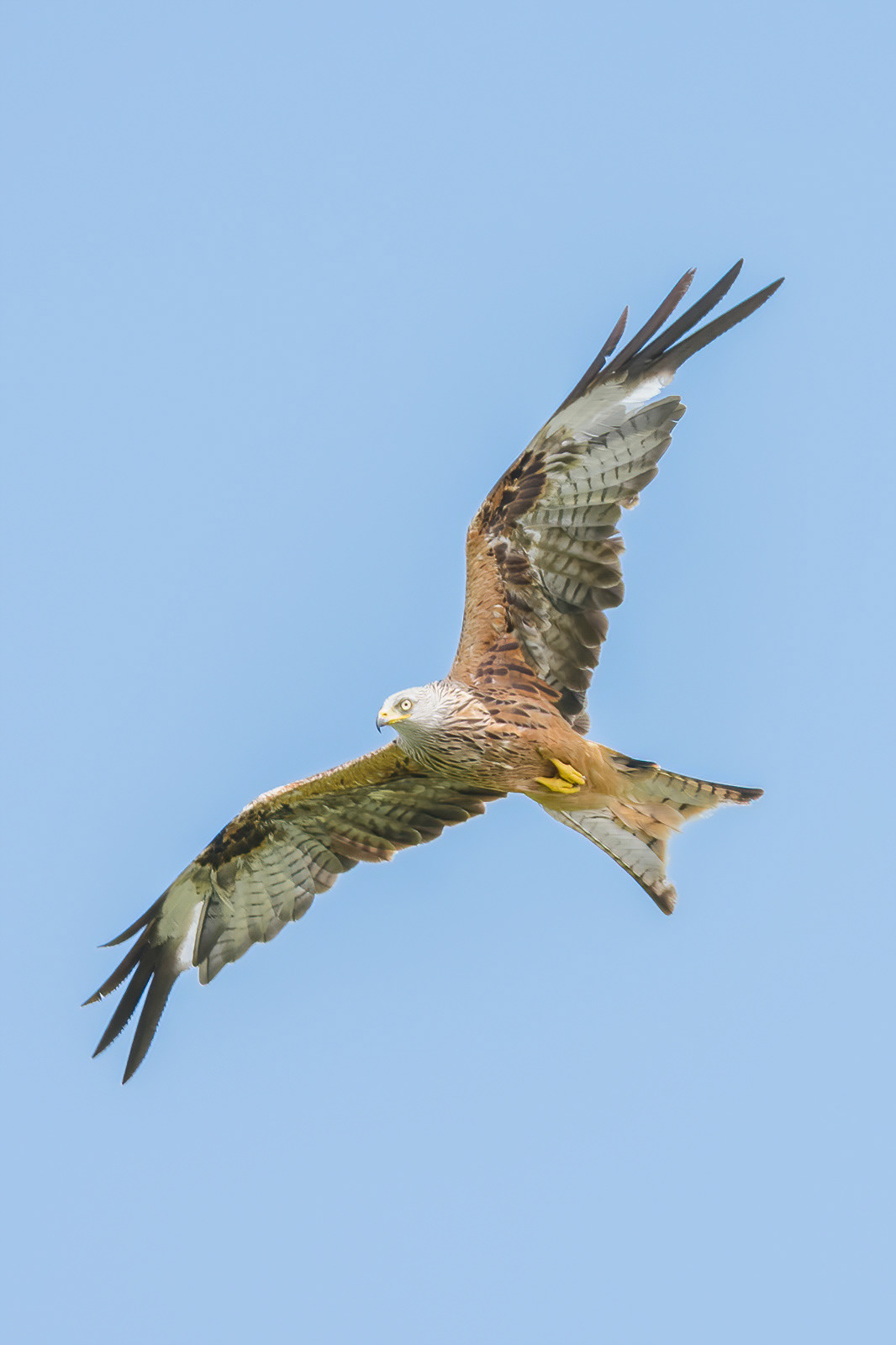 Red Kite - Llanddeusant
