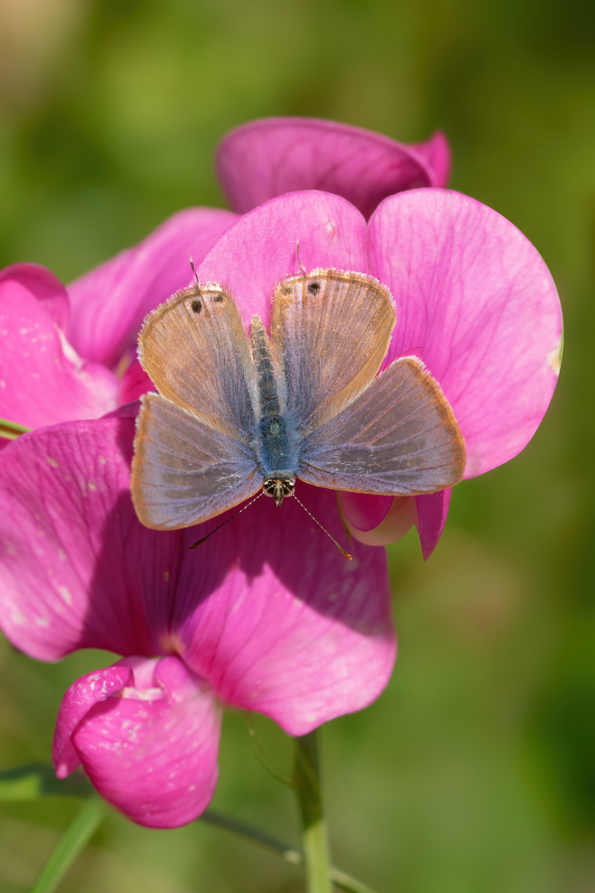 Long-tailed Blue - Whitehawk Hill