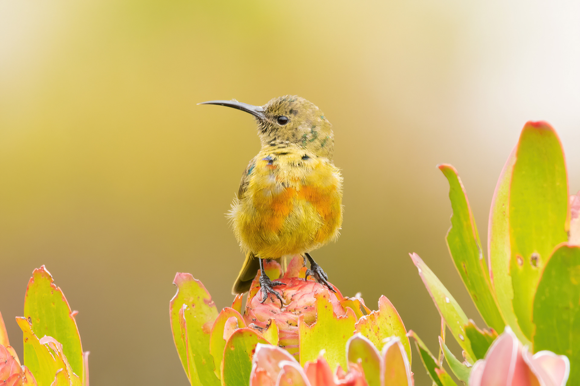 Orange-breasted Sunbird (female) - Table Mountain