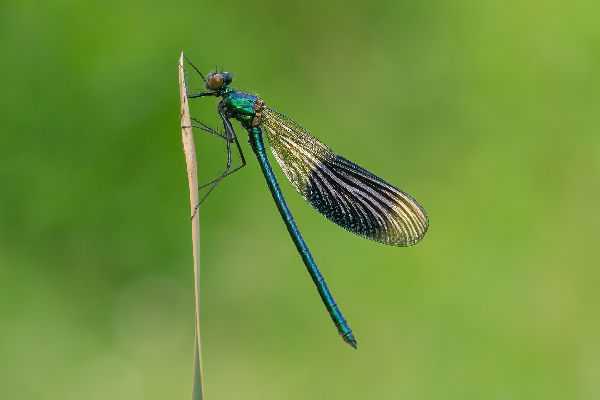 Banded Demoiselle -New Hythe