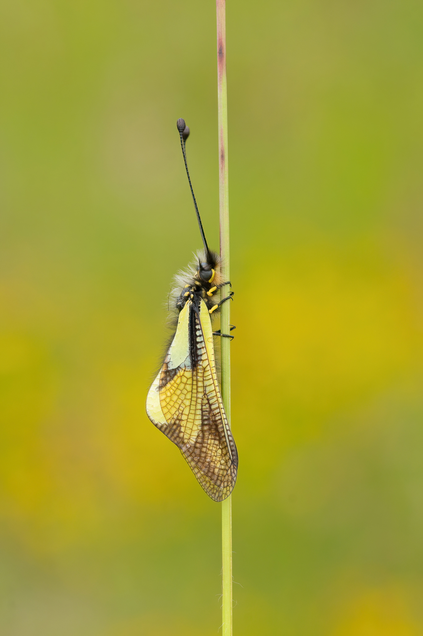 Owly Sulphur - Cévennes, France