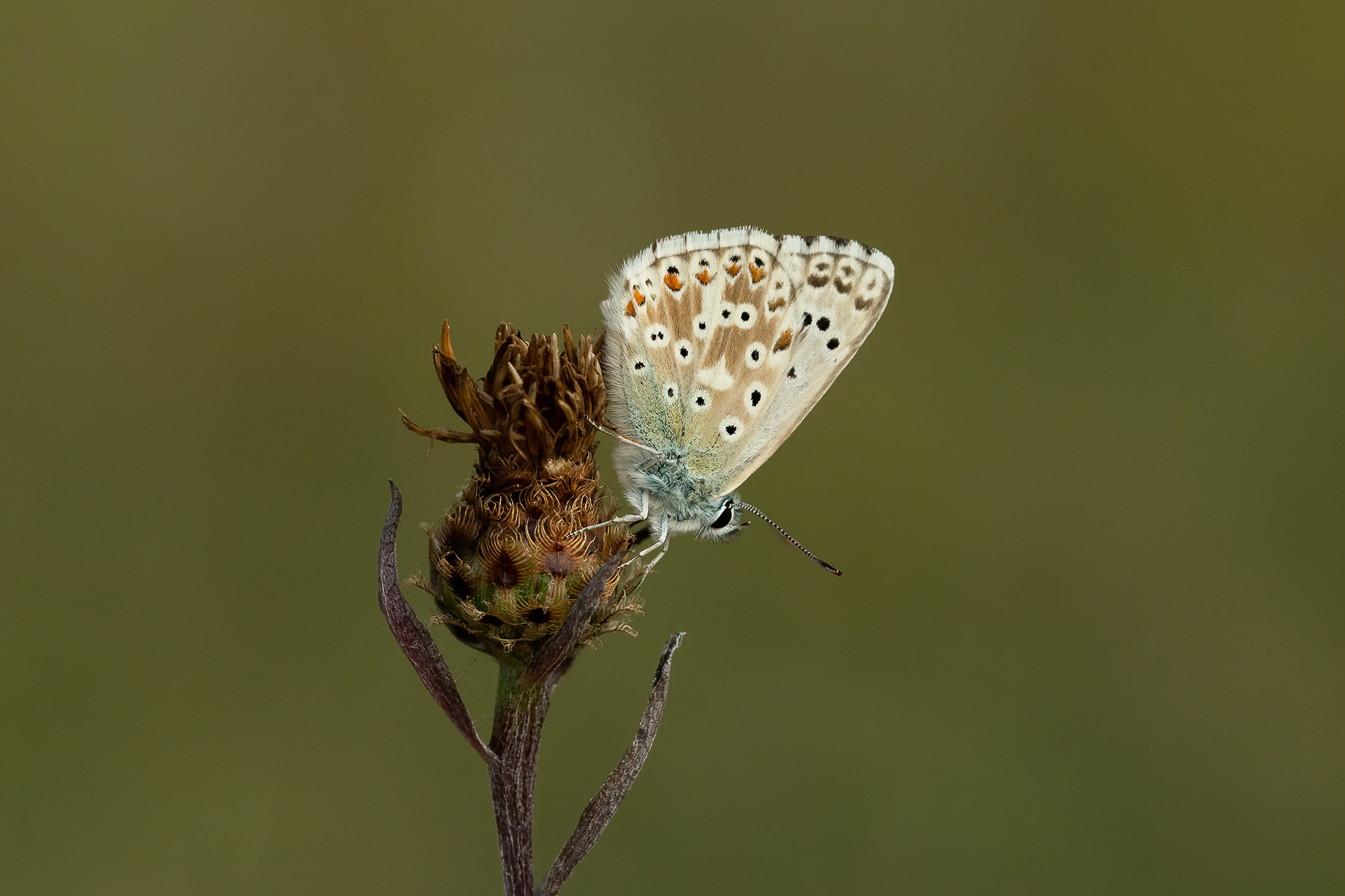 Chalkhill Blue - Fackenden Down